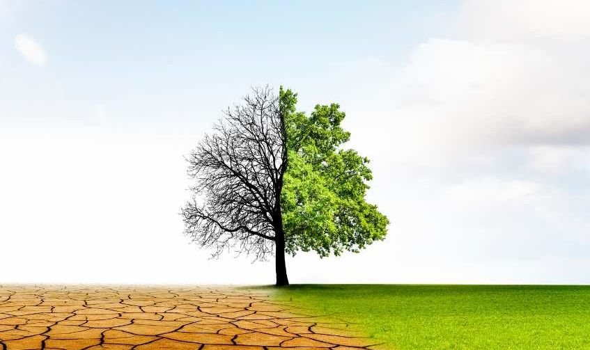 Das Bild zeigt einen großen Laubbaum, links von ihm ist es trocken und der Baum trägt keine Blätter mehr; Rechts vom baum ist es feucht und grün