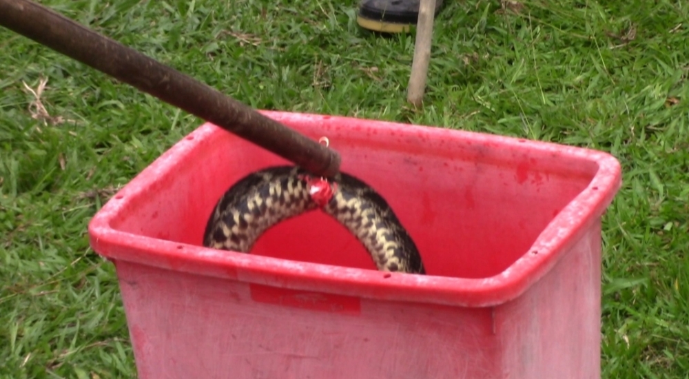 Workshop über Schlangen