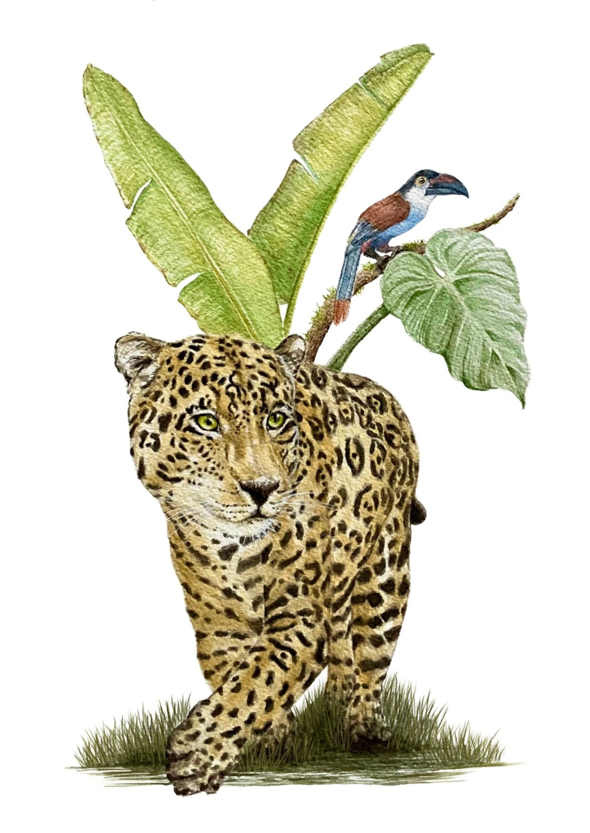 Leopard Antonio