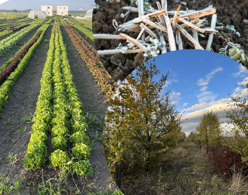 Marktgärtnerei, Wurmkompositierung udn Agroforst